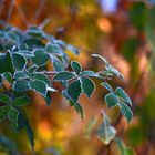  Herbstzauber