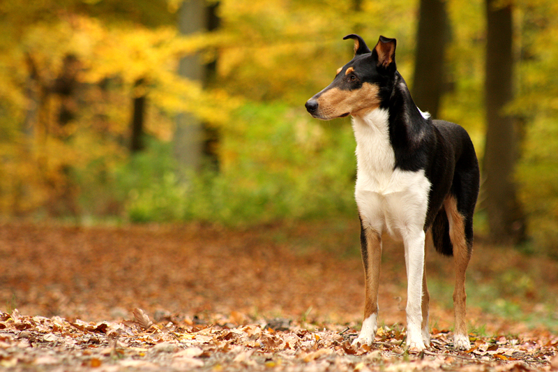 Herbstzauber