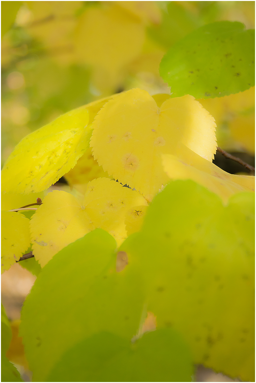 Herbstzauber