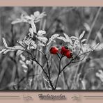 Herbstzauber #3