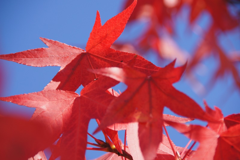 Herbstzauber