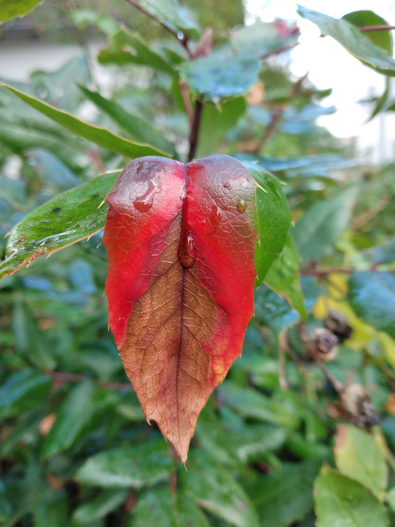 Herbstzauber