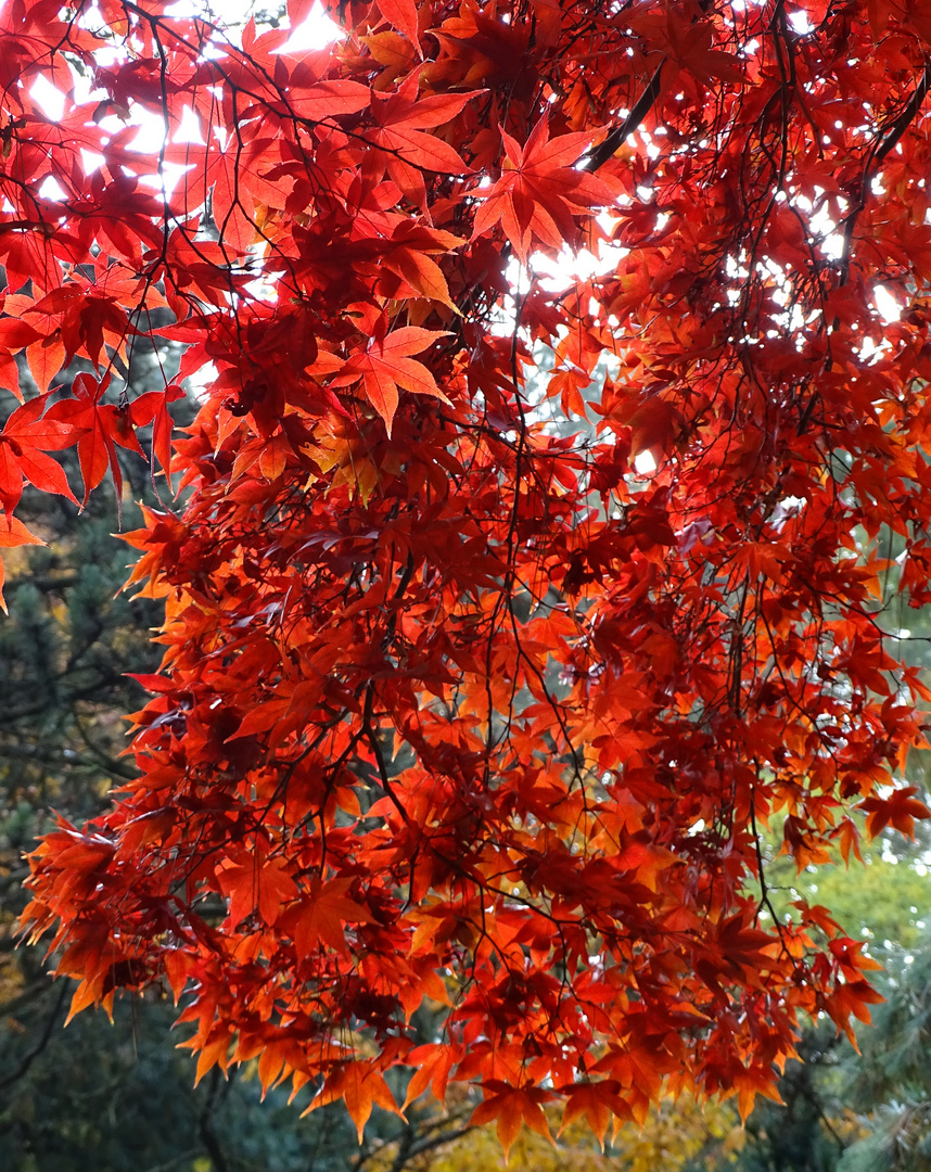 Herbstzauber