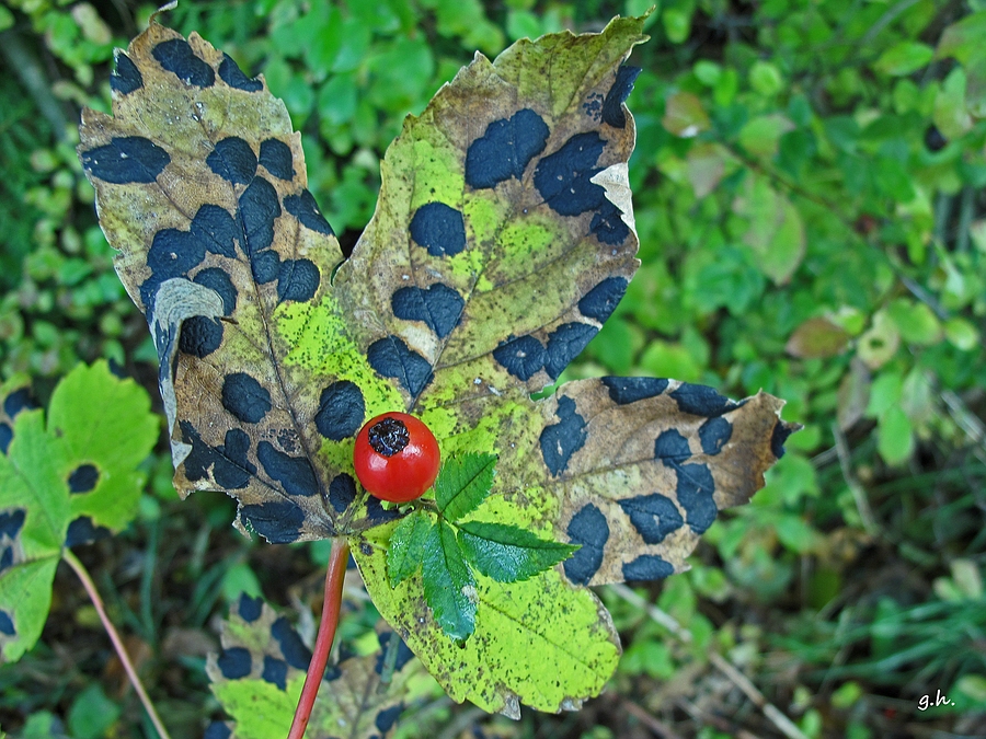 "Herbstzauber"