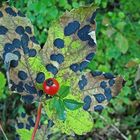 "Herbstzauber"