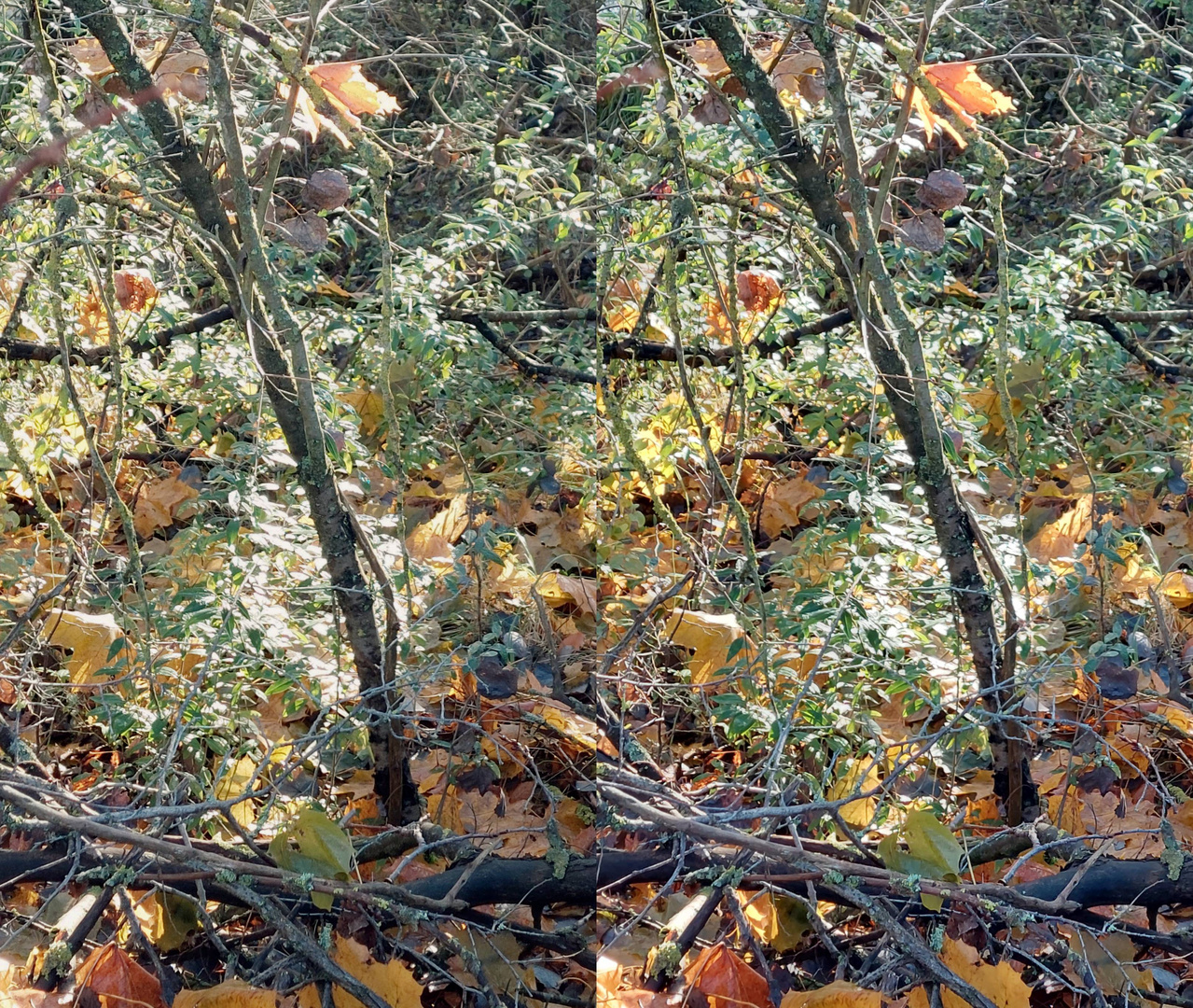 Herbstzauber (3D  Parallelblick stereo)