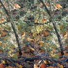 Herbstzauber (3D  Parallelblick stereo)