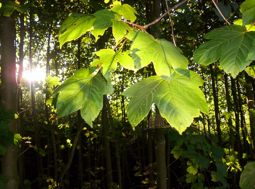 Herbstzauber