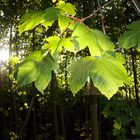 Herbstzauber