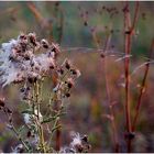 Herbstzauber...