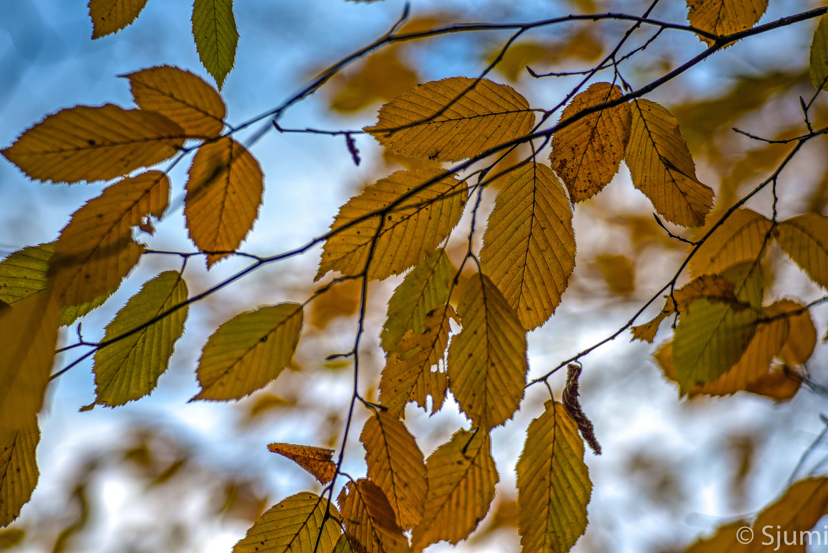 Herbstzauber