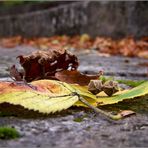 Herbstzauber