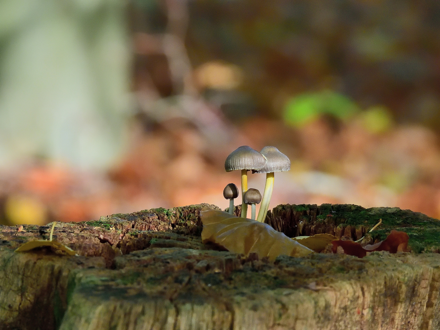 Herbstzauber