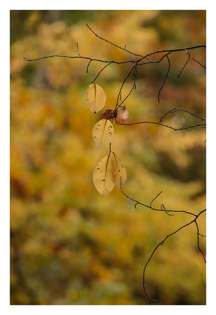 Herbstzauber