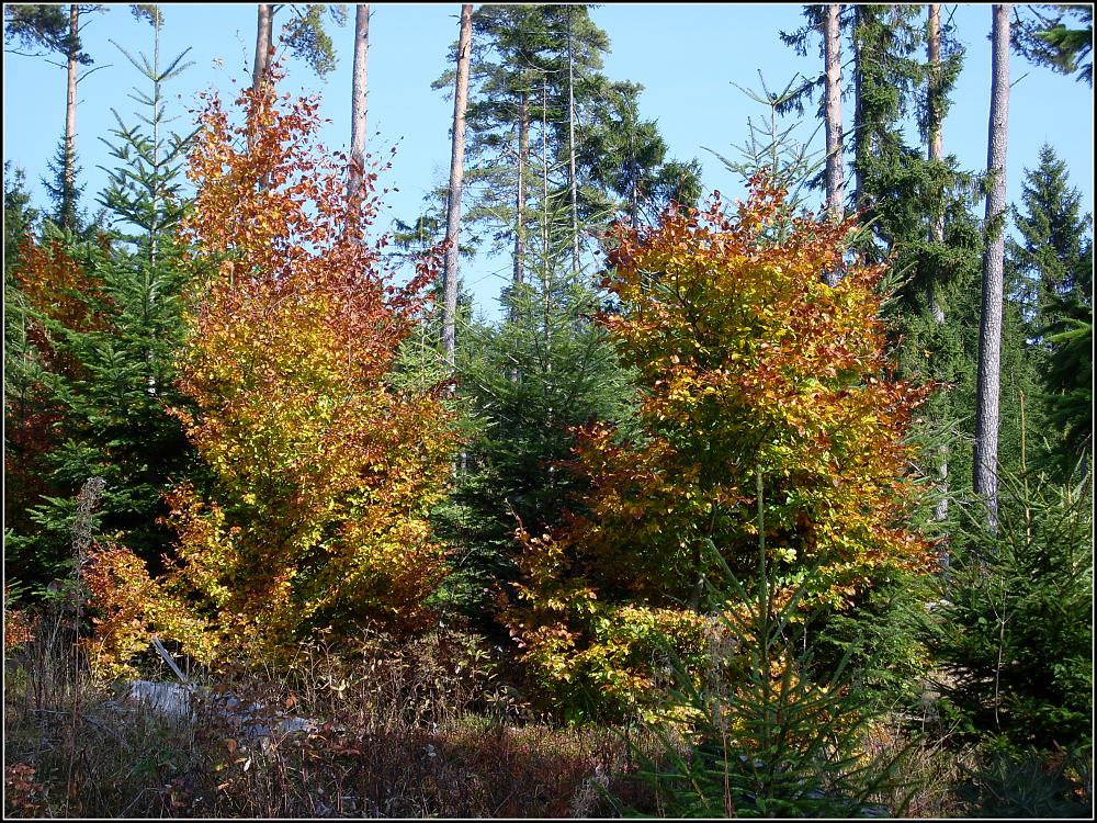 Herbstzauber