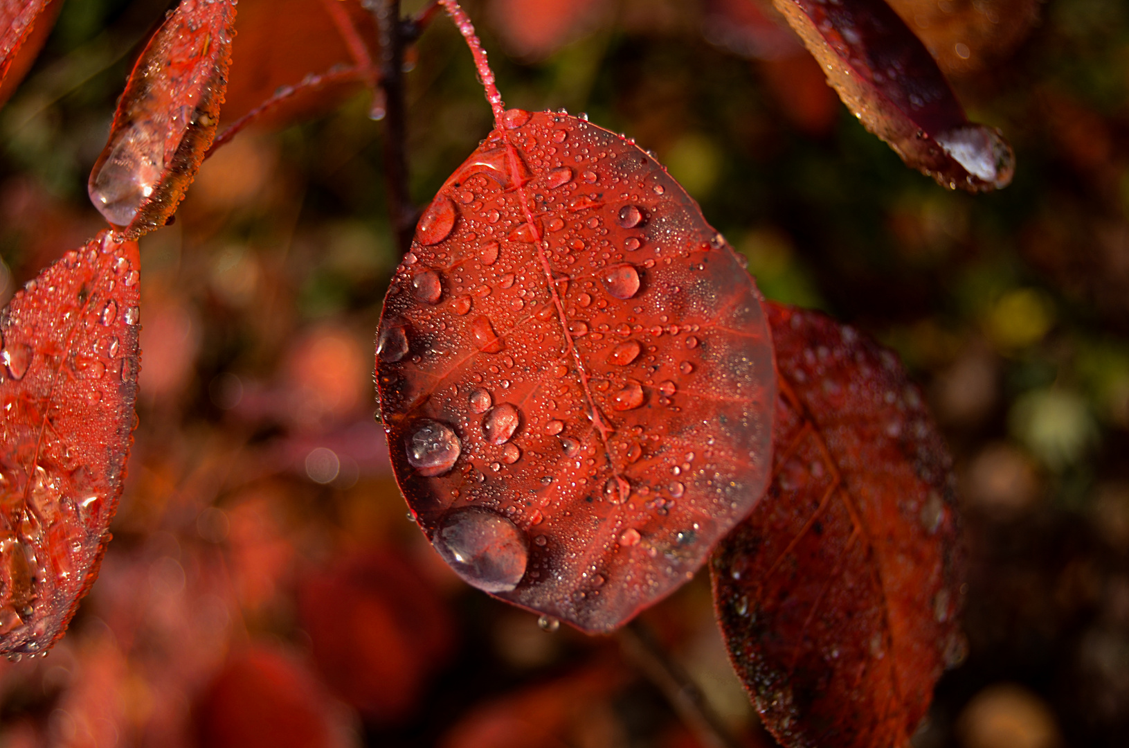 Herbstzauber