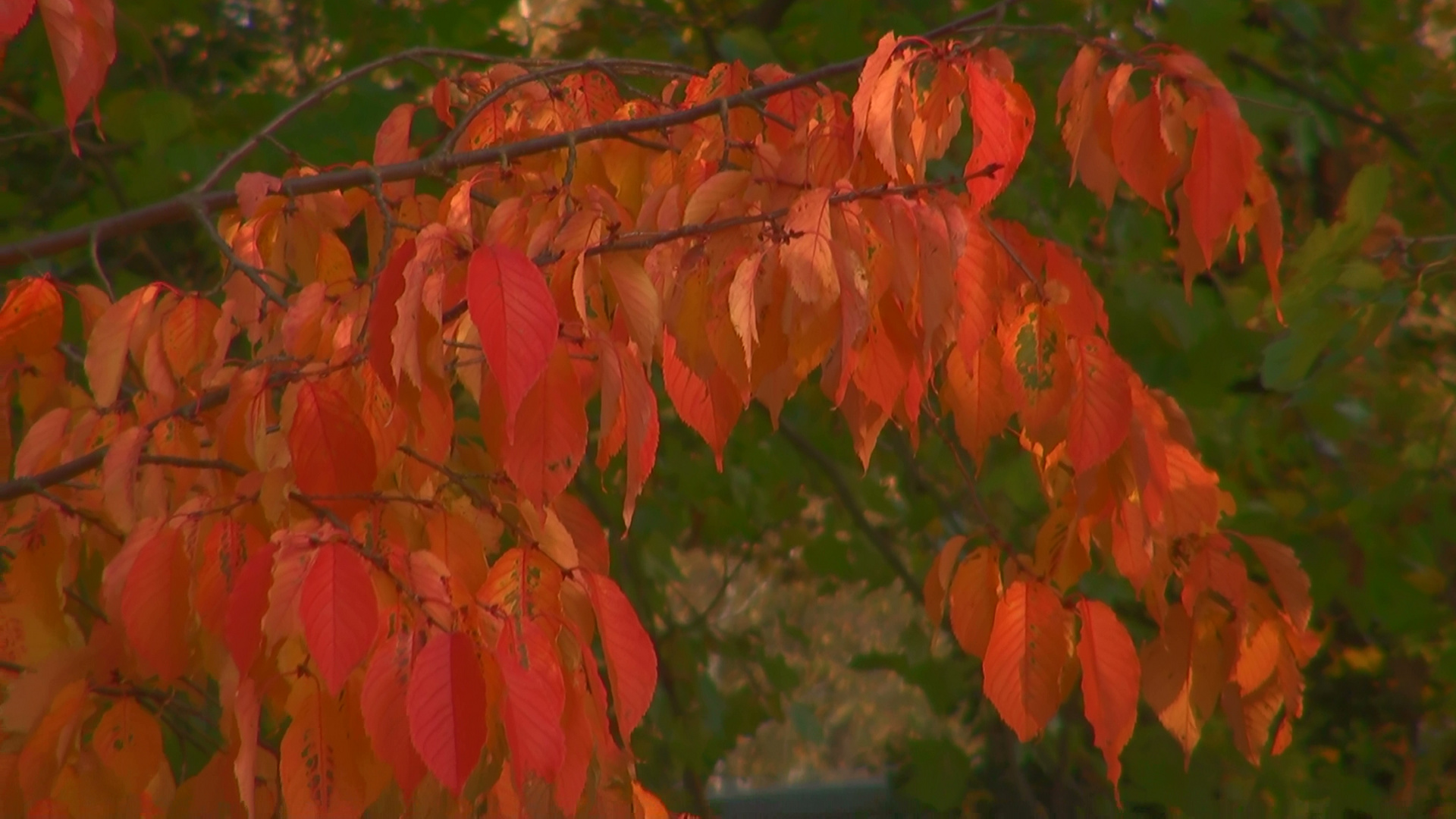 Herbstzauber