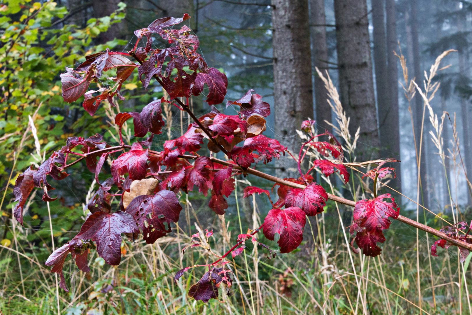 Herbstzauber