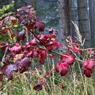 Herbstzauber