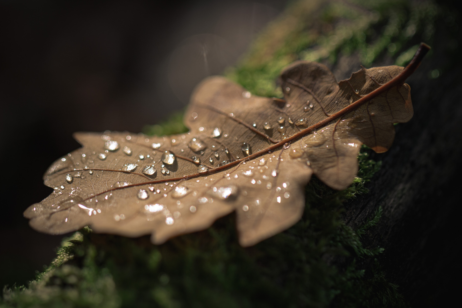 Herbstzauber