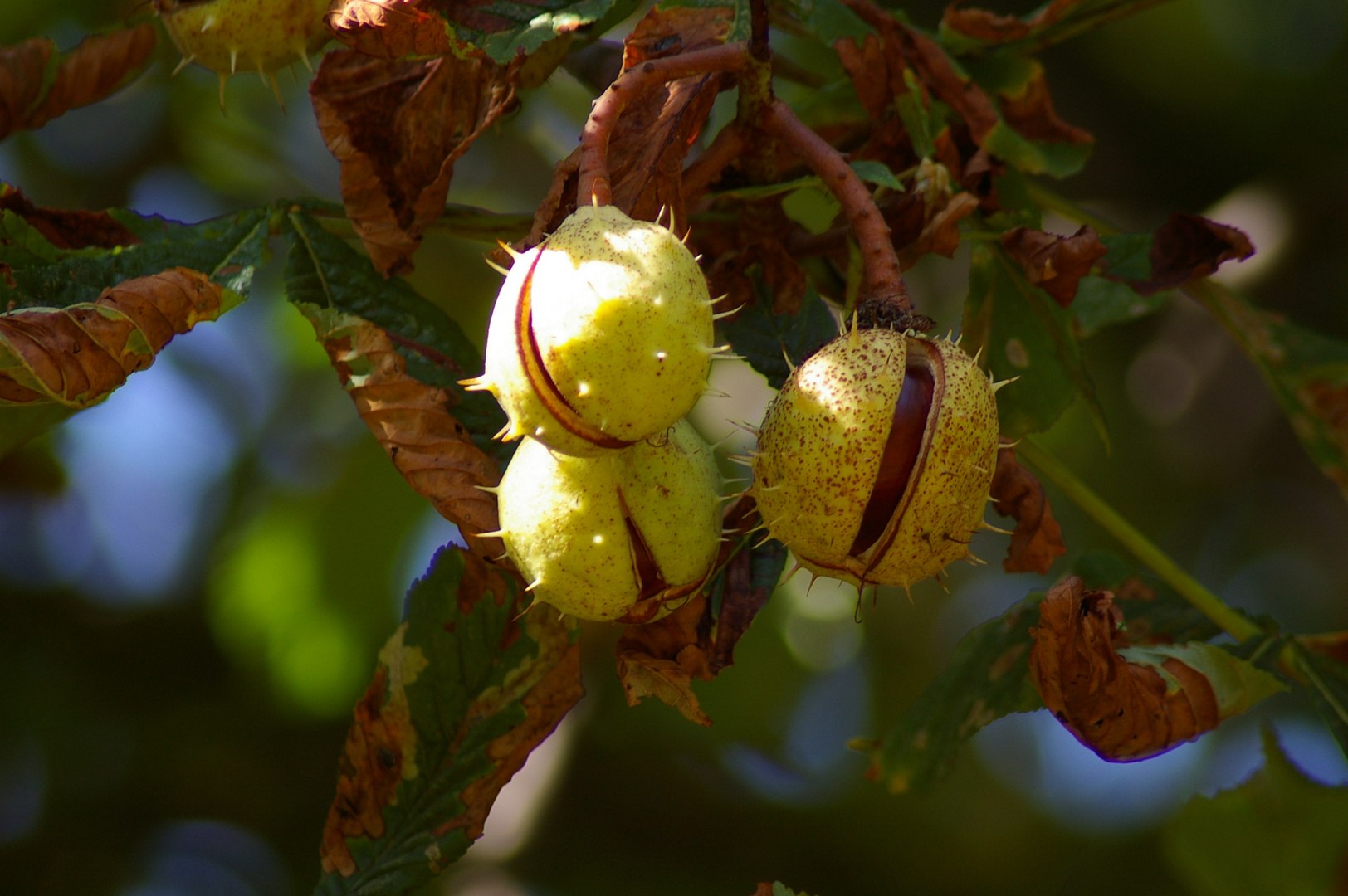 Herbstzauber