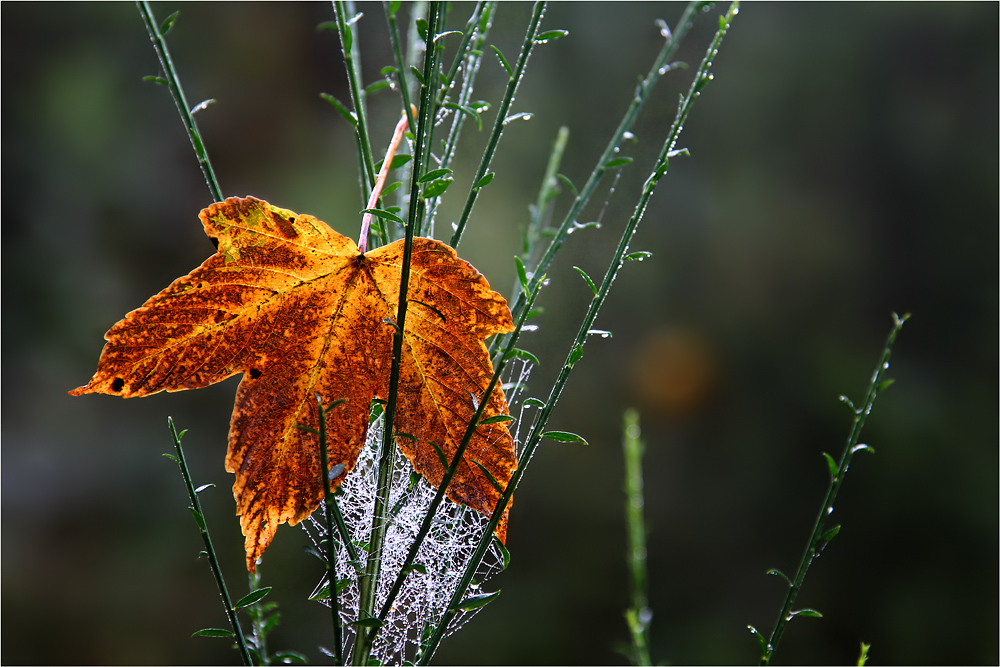 Herbstzauber