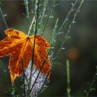 Herbstzauber