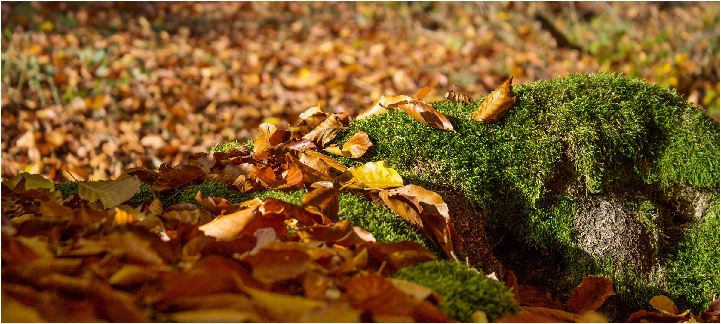 Herbstzauber