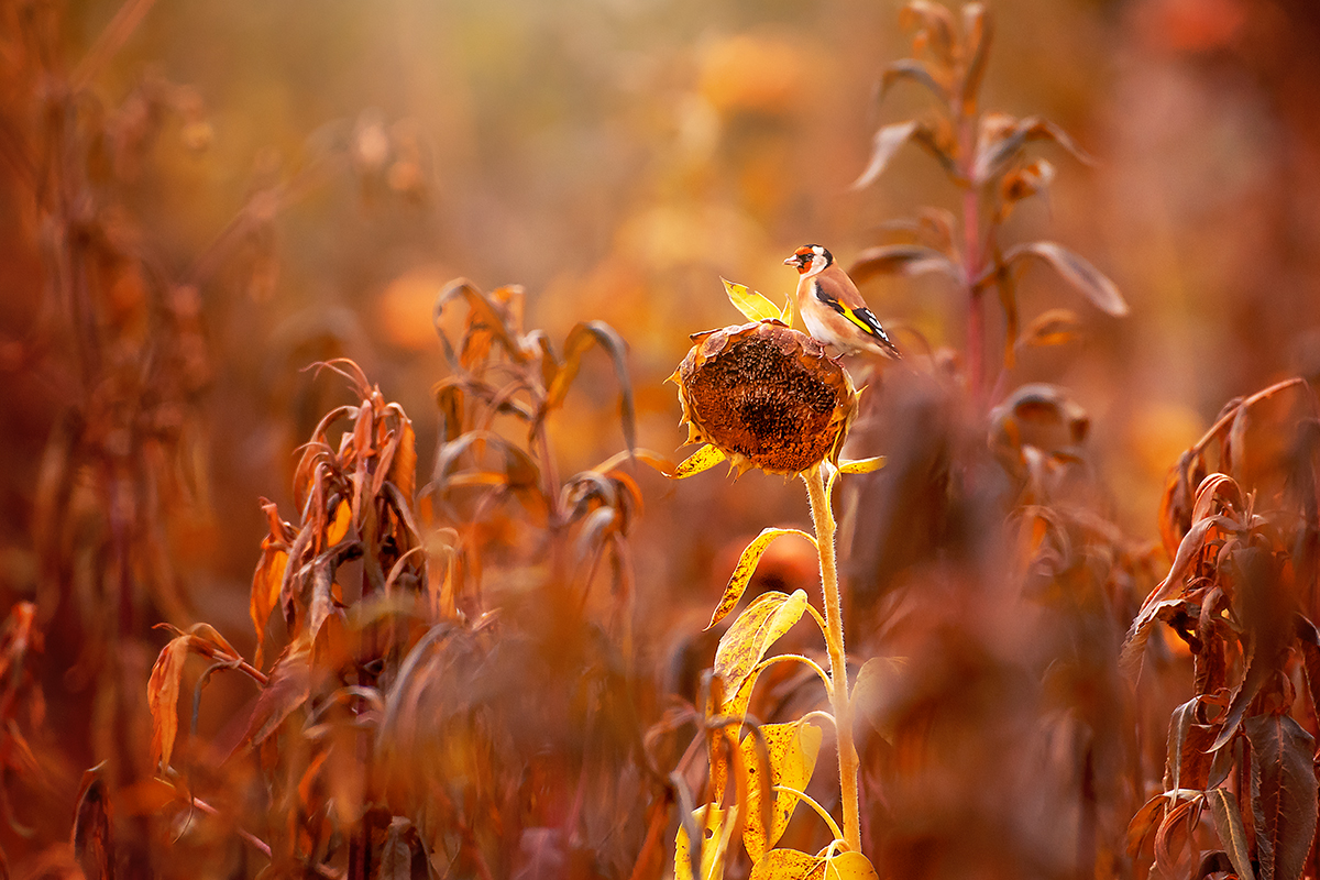 Herbstzauber