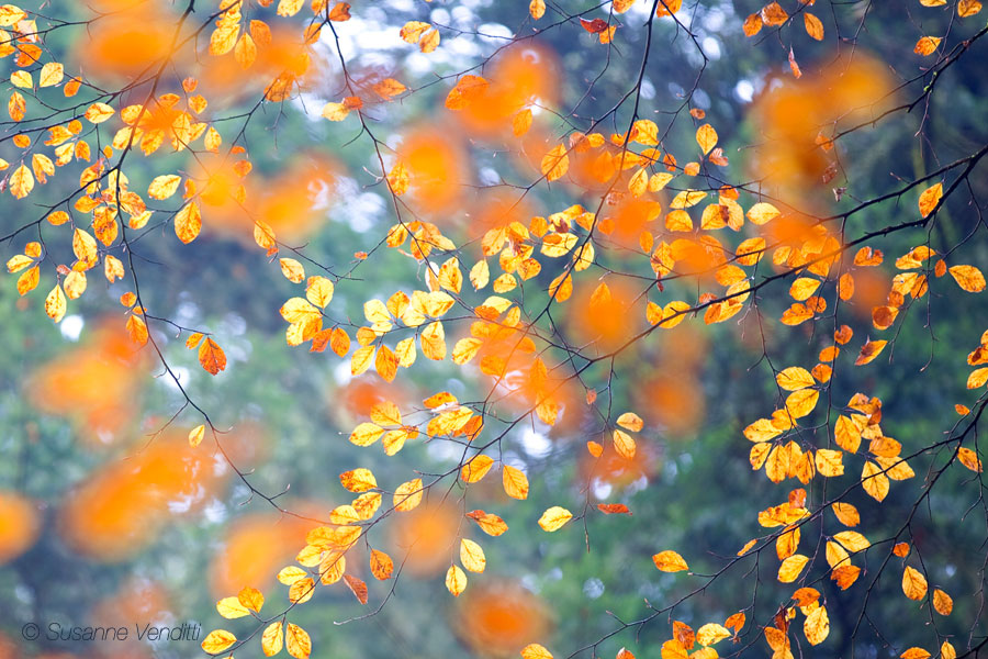 Herbstzauber