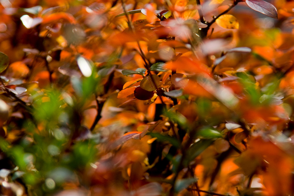 Herbstzauber