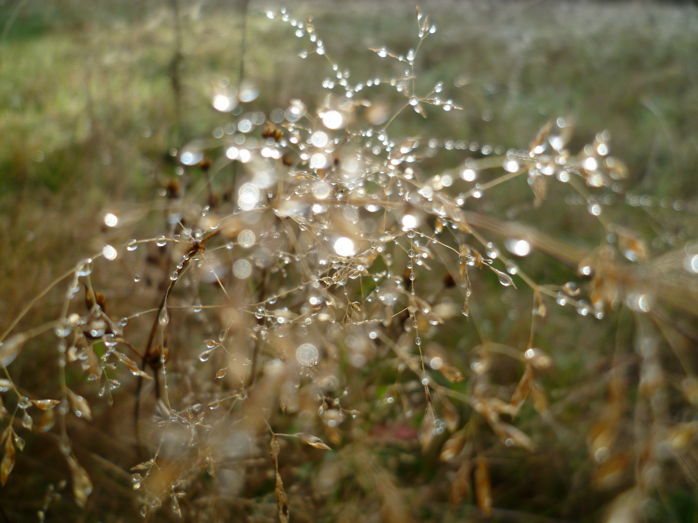 Herbstzauber am Morgen