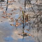 Herbstzauber auf Gartenteich