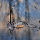 Herbstzauber auf Gartenteich