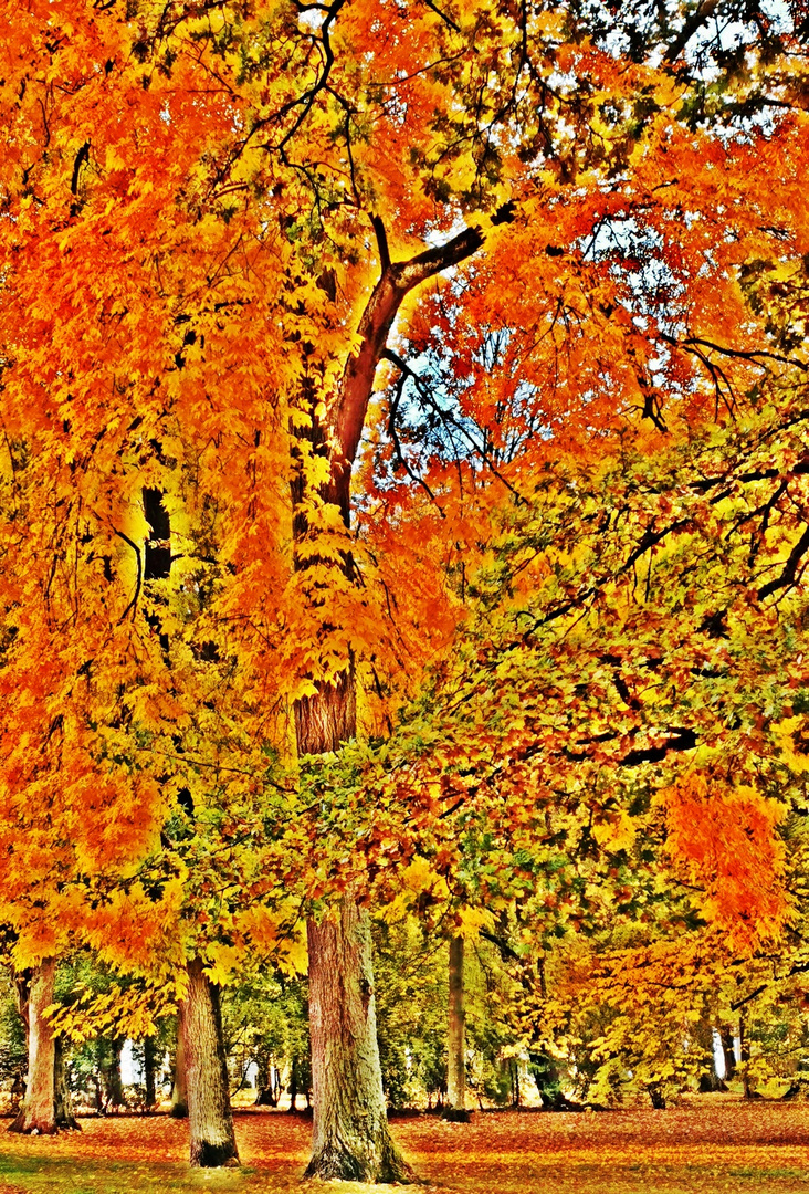 Herbstzauber  -  Autumn magic (Bad Arolsen)
