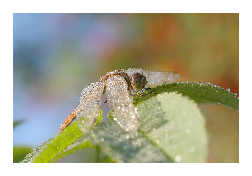 "Herbstzauber"