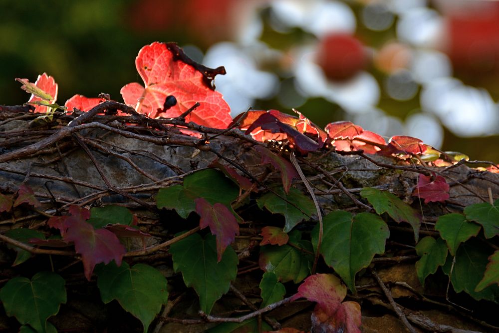 Herbstzauber