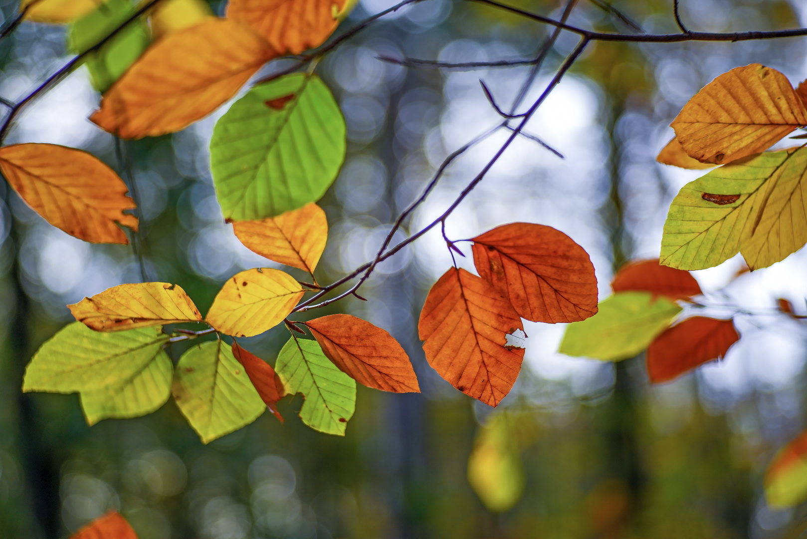 Herbstzauber....