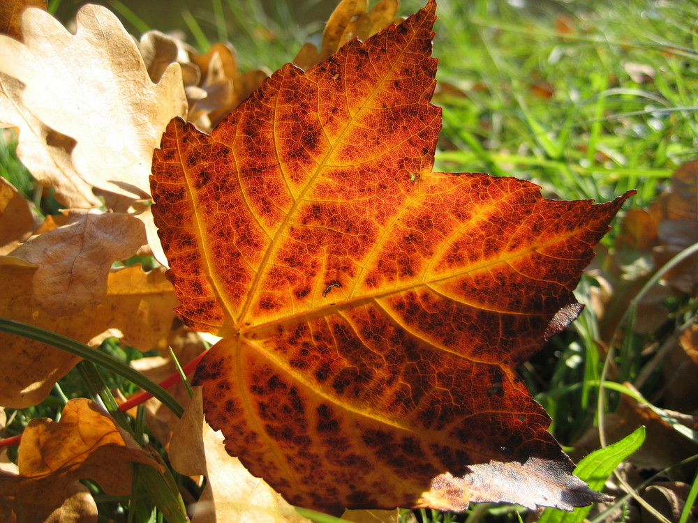 Herbstzauber