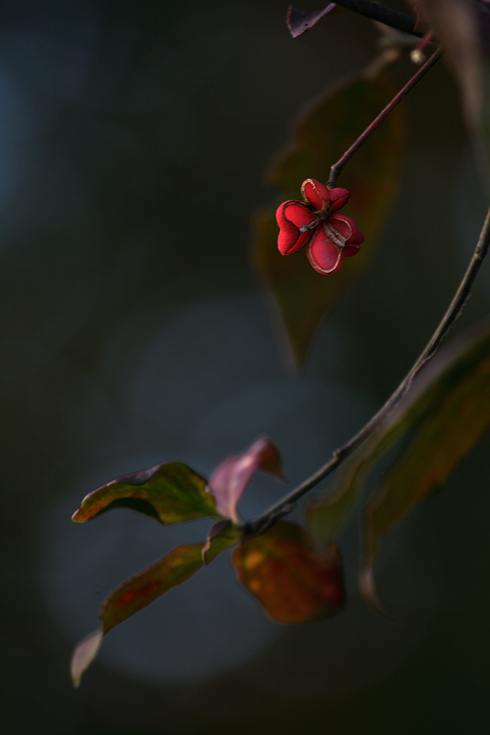 Herbstzauber