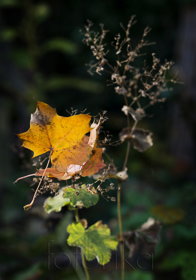 Herbstzauber