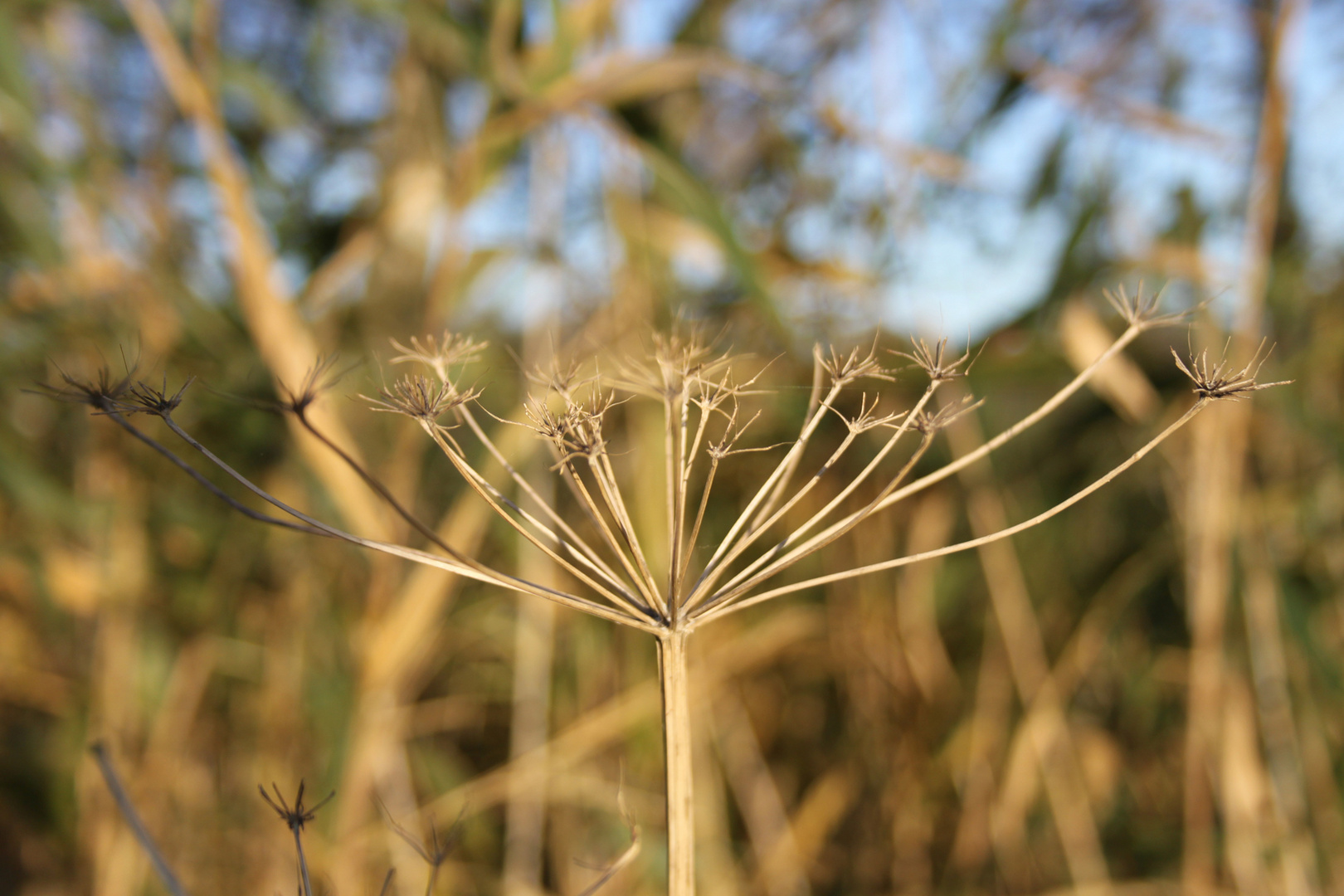 HerbstZauber