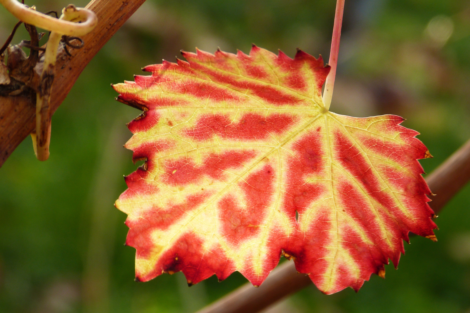 Herbstzauber