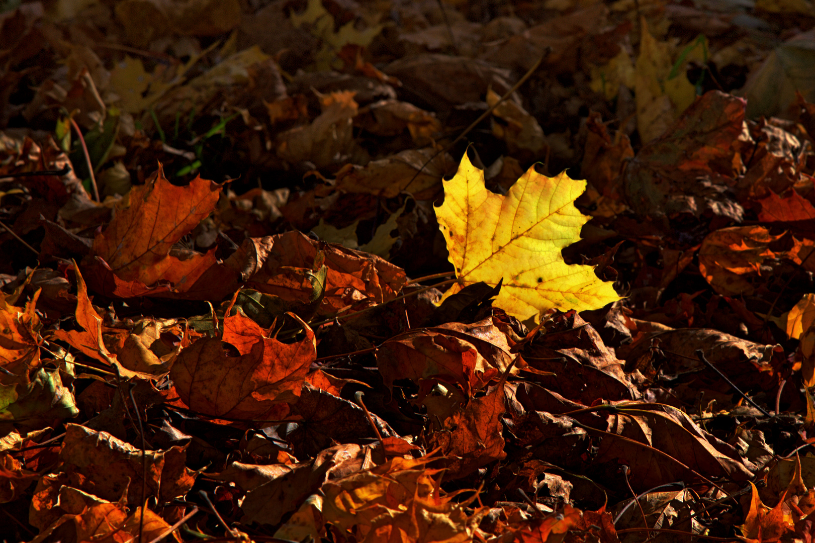 ... Herbstzauber ...