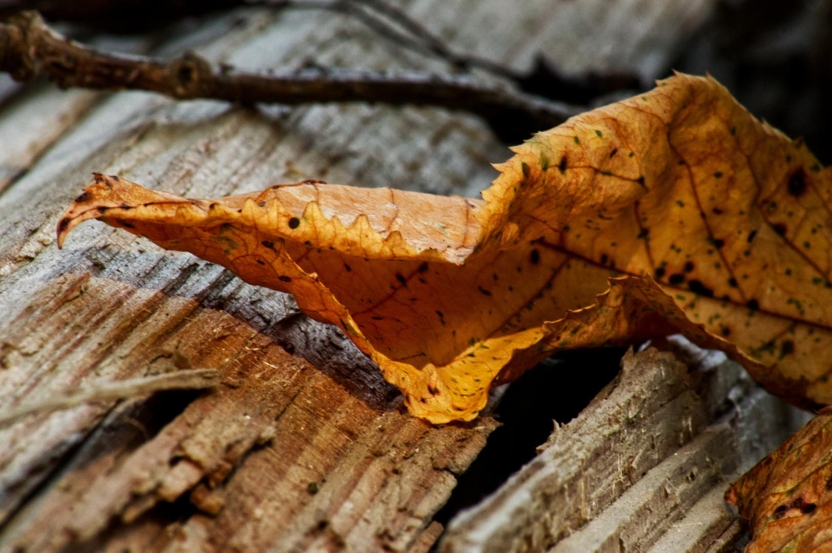 Herbstzauber