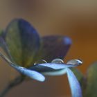 Herbstzauber der Hortensie - verblassende Farben