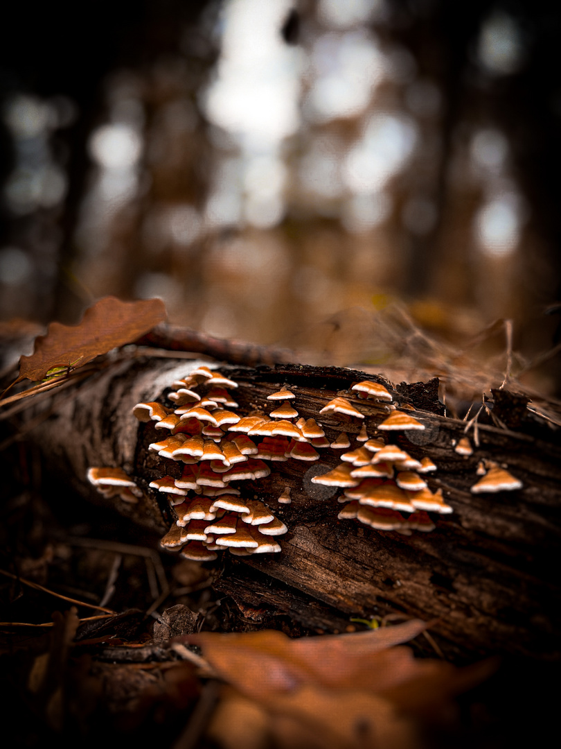 Herbstzauber