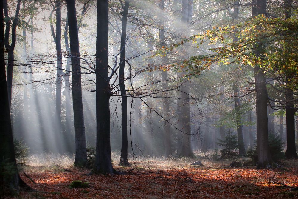 Herbstzauber