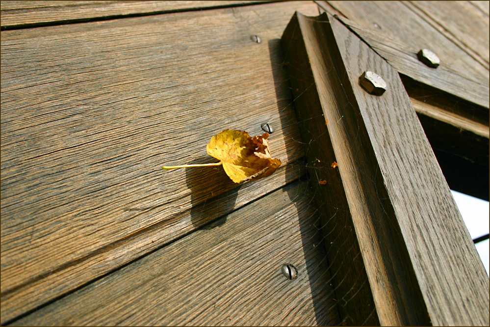 Herbstzauber eingefangen