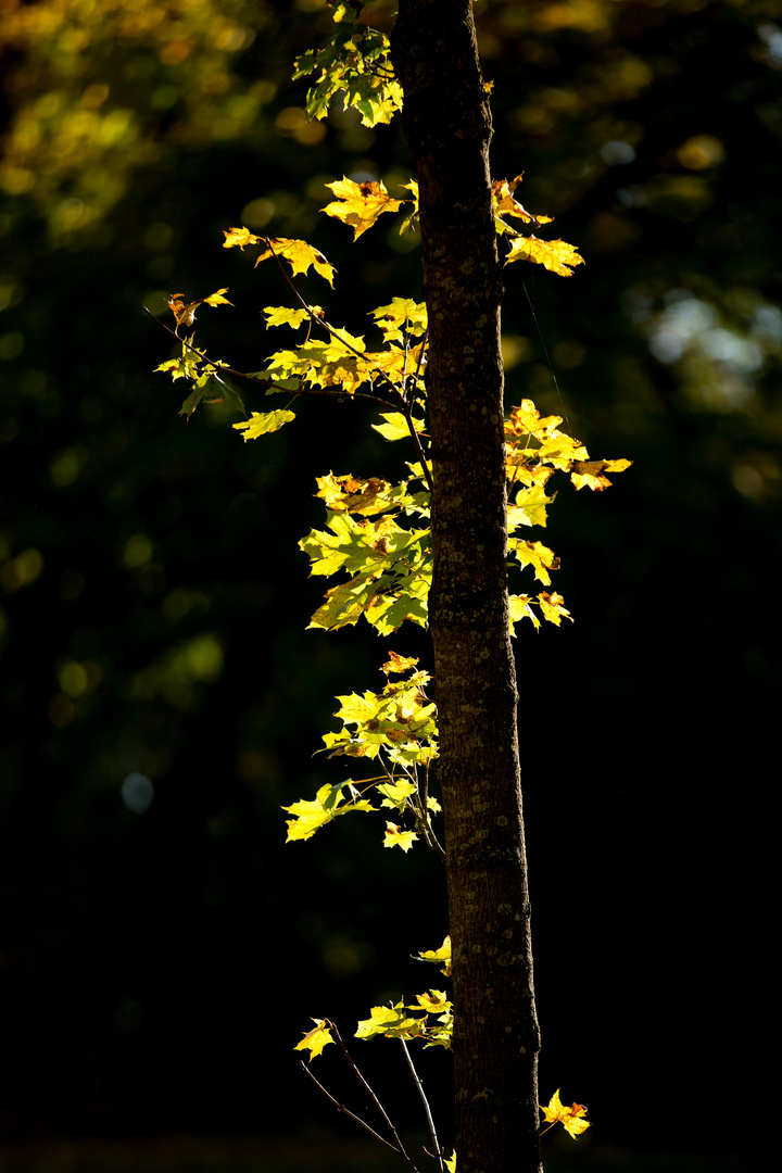 ... Herbstzauber ...